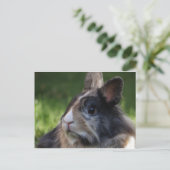 Carte Postale dwarf rabbit-978y (Debout devant)