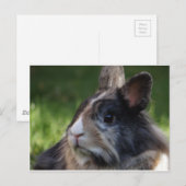 Carte Postale dwarf rabbit-978y (Devant / Derrière)