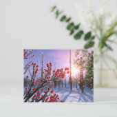 Carte postale d'Winterberry dans la glace (Debout devant)