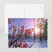 Carte postale d'Winterberry dans la glace (Devant / Derrière)