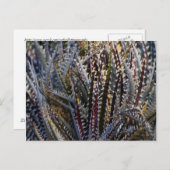 Carte Postale Dyckia délice (Devant / Derrière)