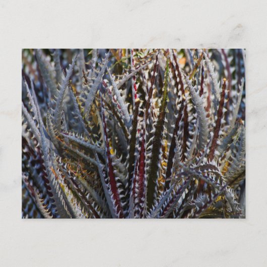Carte Postale Dyckia délice (Devant)