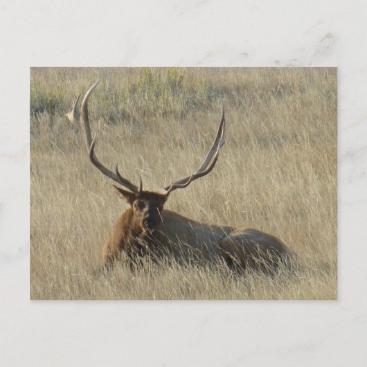Carte Postale E25 Taureau posé dans l'herbe (Devant)