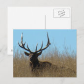 Carte Postale E26 Bull Elk Laying in the Weeds (Devant / Derrière)