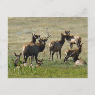 Carte Postale E36 Élan mâle et femelles