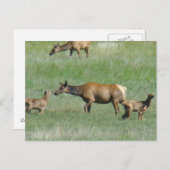 Carte Postale E3 Elcs et veaux de vache (Devant / Derrière)