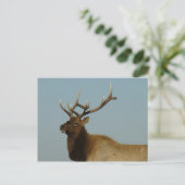 Carte Postale E42 Bull Elk (Debout devant)