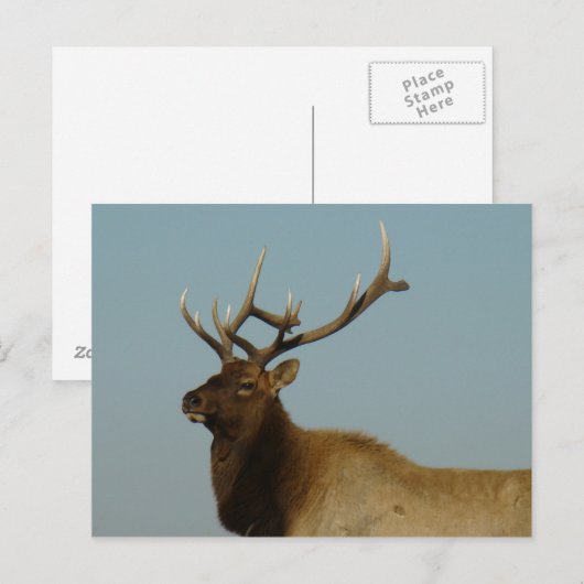 Carte Postale E42 Bull Elk (Devant / Derrière)