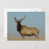 Carte Postale E43 Bull Elk Sky Lined (Devant / Derrière)