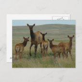 Carte Postale E44 Elcs et veaux de vache (Devant / Derrière)