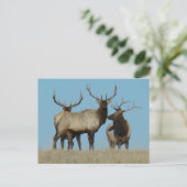 Carte Postale E60 Bull Elk Sky Lined (Debout devant)