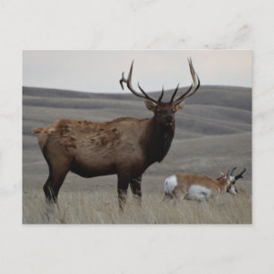 Carte Postale E63 Élan mâle et Antilope d'Amérique