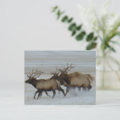 Carte Postale E64 Bull Elk (Debout devant)