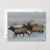 Carte Postale E64 Bull Elk (Devant / Derrière)