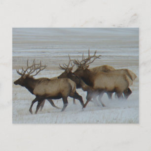 Carte Postale E64 Bull Elk