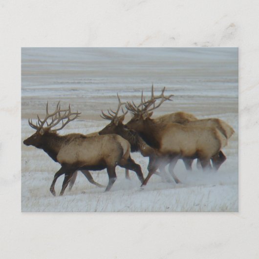 Carte Postale E64 Bull Elk (Devant)
