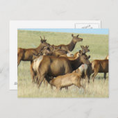 Carte Postale E7 Alimentation des wapitis et des veaux de vache (Devant / Derrière)