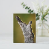 CARTE POSTALE E.T. (Debout devant)