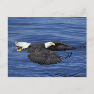 Carte Postale É.-U., Alaska, Pygargue à tête blanche de la pénin