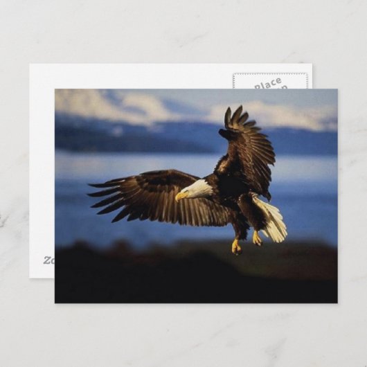 Carte postale Eagle 38 (Devant / Derrière)
