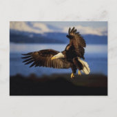 Carte postale Eagle 38 (Devant)
