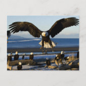 Carte postale Eagle 445 (Devant)
