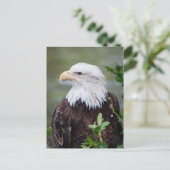 Carte Postale Eagle chauve (Debout devant)