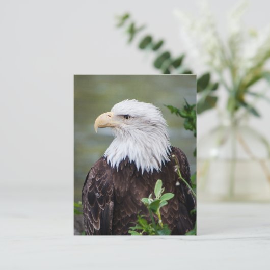 Carte Postale Eagle chauve (Debout devant)