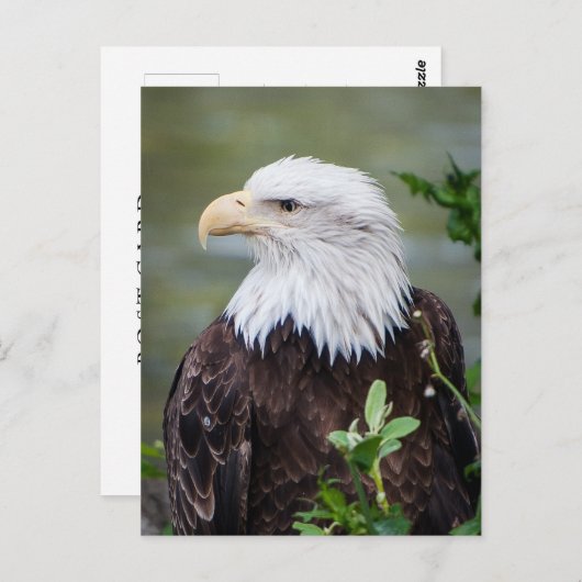 Carte Postale Eagle chauve (Devant / Derrière)