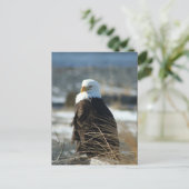 Carte Postale Eagle chauve (Debout devant)