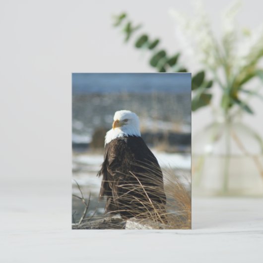 Carte Postale Eagle chauve (Debout devant)