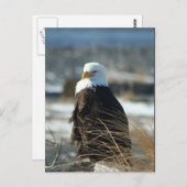 Carte Postale Eagle chauve (Devant / Derrière)