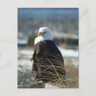 Carte Postale Eagle chauve