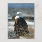 Carte Postale Eagle chauve (Devant)