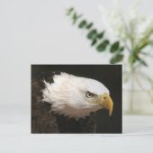 Carte Postale Eagle chauve (Debout devant)