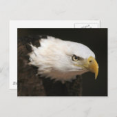 Carte Postale Eagle chauve (Devant / Derrière)