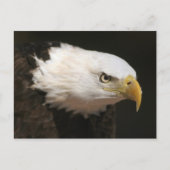 Carte Postale Eagle chauve (Devant)