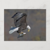 Carte Postale Eagle chauve avec un poisson (Devant)