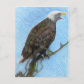 Carte Postale Eagle chauve criant dans un arbre (Devant)