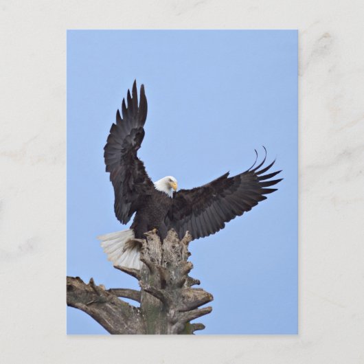 Carte Postale Eagle chauve (leucocephalus de Haliaeetus) avec (Devant)