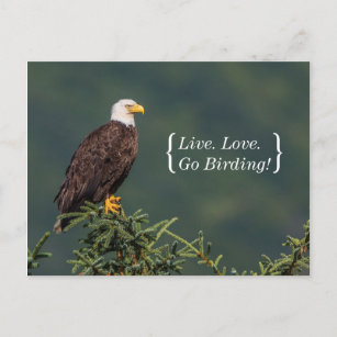 Carte Postale Eagle chauve majestueux