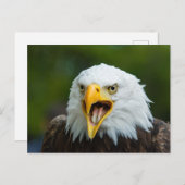 Carte Postale Eagle chauve qui crie (Devant / Derrière)
