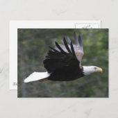 Carte Postale Eagle chauve volant (Devant / Derrière)
