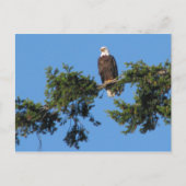 Carte Postale Eagle dans l'arbre (Devant)