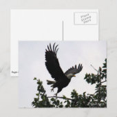 Carte postale Eagle Lift Off (Devant / Derrière)