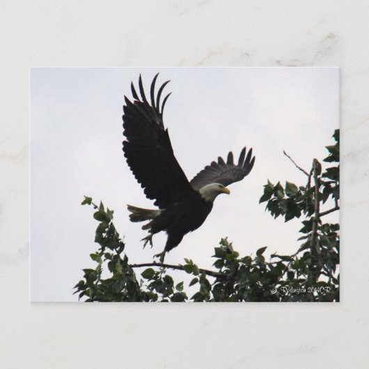 Carte postale Eagle Lift Off (Devant)