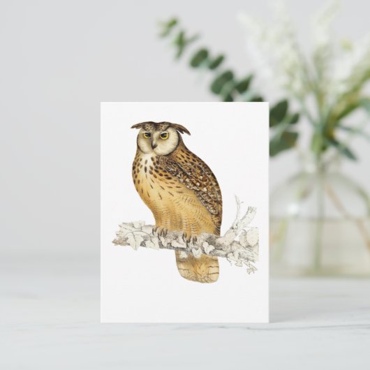 Carte Postale Eagle Owl (Debout devant)