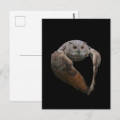 Carte postale Eagle Owl (Devant / Derrière)