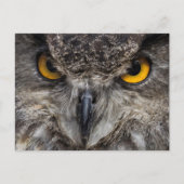 Carte Postale Eagle Owl (Devant)