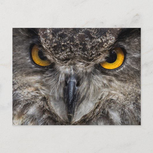 Carte Postale Eagle Owl (Devant)